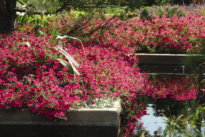 Tidal Wave® 'Cherry' - Petunia from Milmont Greenhouses
