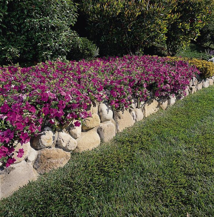 Wave® 'Lavender' - Petunia from Milmont Greenhouses Wave® 'Lavender' - Petunia from Milmont Greenhouses