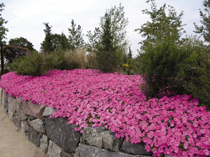 Wave® 'Pink' - Petunia from Milmont Greenhouses Wave® 'Pink' - Petunia from Milmont Greenhouses