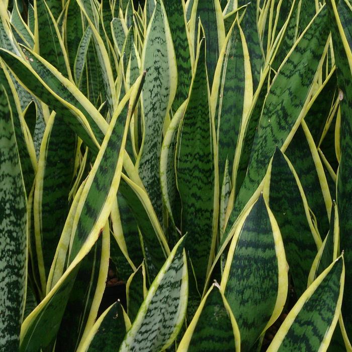 Snake Plant - Sansevieria laurentii (Snake Plant) from Milmont Greenhouses