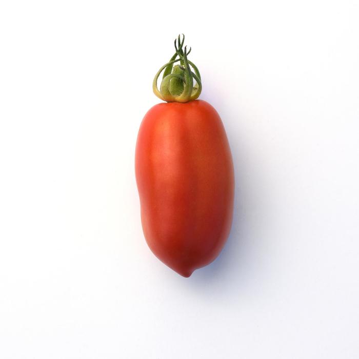 'San Marzano' Tomato - Lycopersicon esculentum from Milmont Greenhouses 'San Marzano' Tomato - Lycopersicon esculentum from Milmont Greenhouses