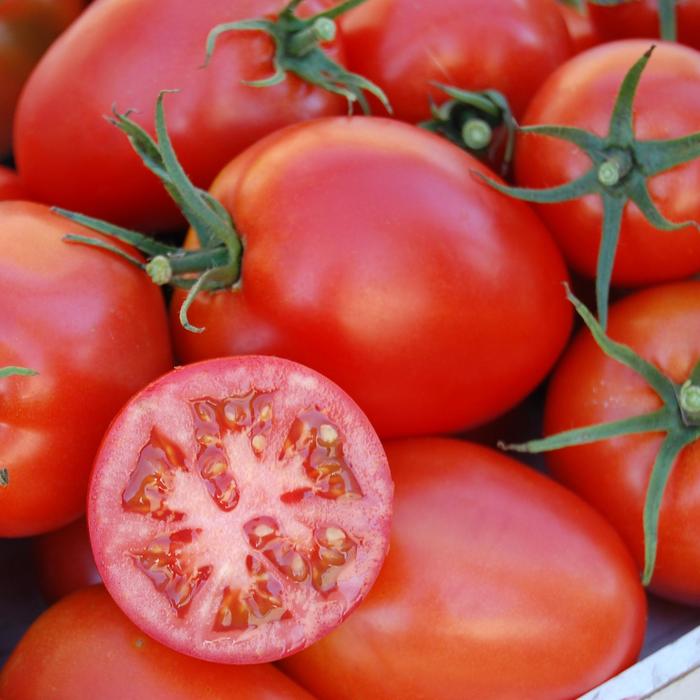 'Amish Paste' Tomato - Lycopersicon esculentum from Milmont Greenhouses 'Amish Paste' Tomato - Lycopersicon esculentum from Milmont Greenhouses
