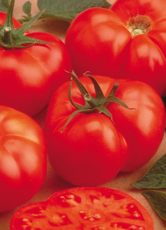 'Beefmaster' Tomato - Lycopersicon esculentum from Milmont Greenhouses