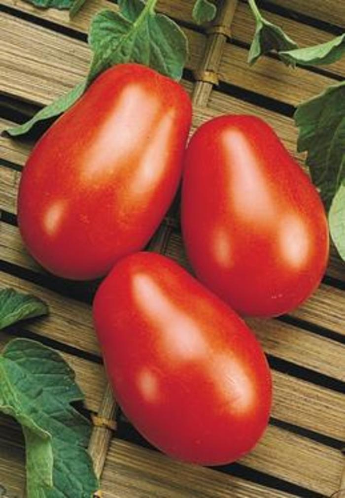 'La Roma' Tomato - Lycopersicon esculentum from Milmont Greenhouses 'La Roma' Tomato - Lycopersicon esculentum from Milmont Greenhouses