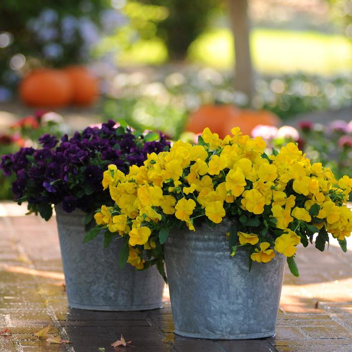 Cool Wave® Golden Yellow - Viola x wittrockiana (Pansy) from Milmont Greenhouses