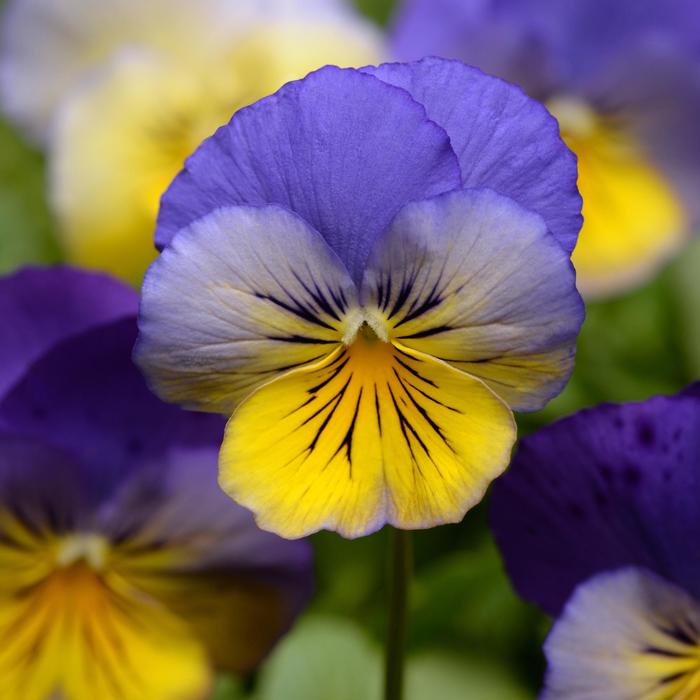Cool Wave® 'Morpho' - Viola x wittrockiana (Pansy) from Milmont Greenhouses