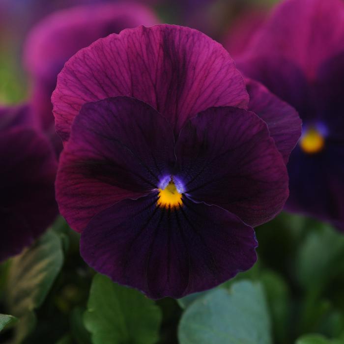 Viola X Wittrockiana Pansy Cool Wave® Purple Milmont Greenhouses