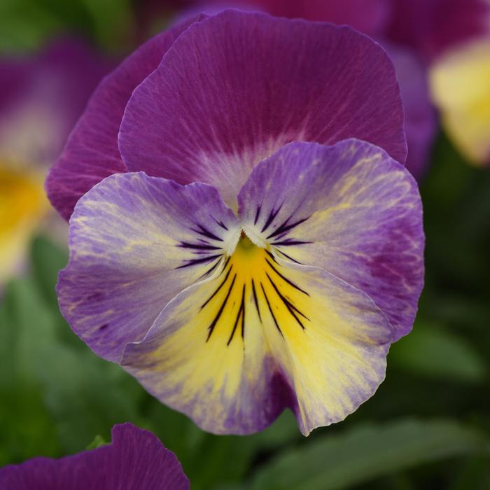Cool Wave® 'Raspberry Swirl' - Viola x wittrockiana (Pansy) from Milmont Greenhouses Cool Wave® 'Raspberry Swirl' - Viola x wittrockiana (Pansy) from Milmont Greenhouses