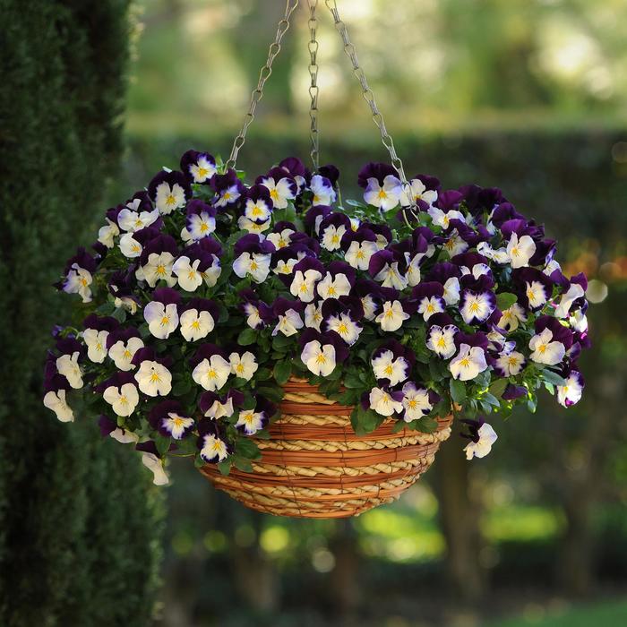 Cool Wave® Violet Wing - Viola x wittrockiana (Pansy) from Milmont Greenhouses