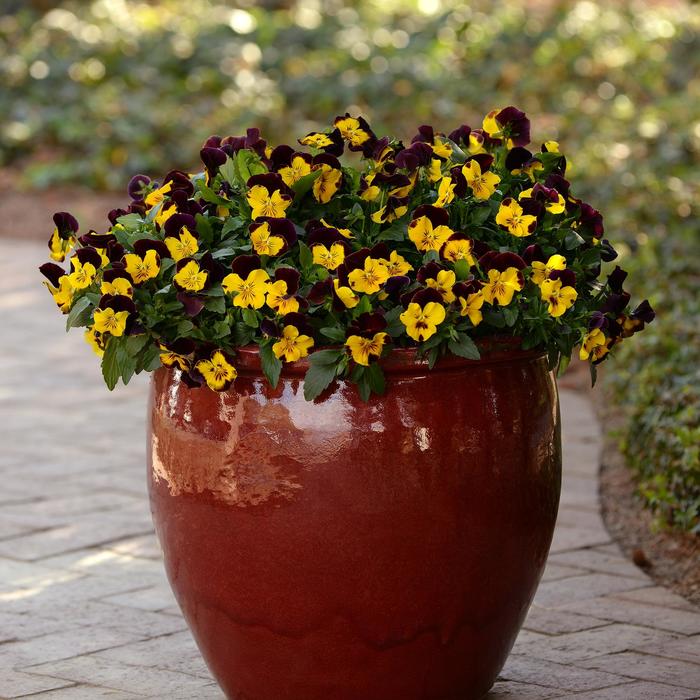 Cool Wave® 'Sunshine 'N Wine' - Viola x wittrockiana (Pansy) from Milmont Greenhouses Cool Wave® 'Sunshine 'N Wine' - Viola x wittrockiana (Pansy) from Milmont Greenhouses
