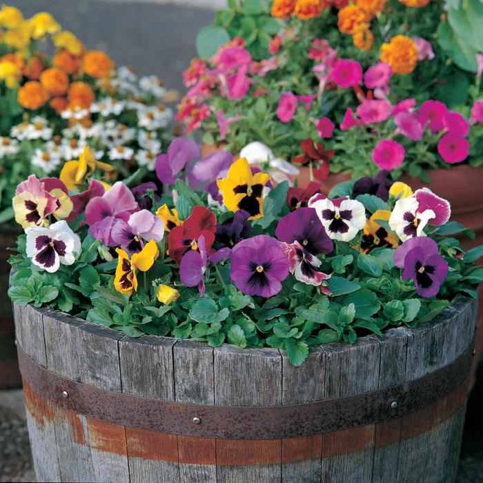 Majestic Giants II 'Blotch Mix' - Viola x wittrockiana (Pansy) from Milmont Greenhouses