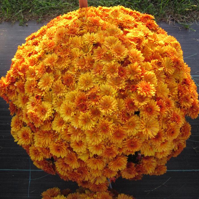 'Mika Orange' Garden Mum - Chrysanthemum x morifolium from Milmont Greenhouses 'Mika Orange' Garden Mum - Chrysanthemum x morifolium from Milmont Greenhouses