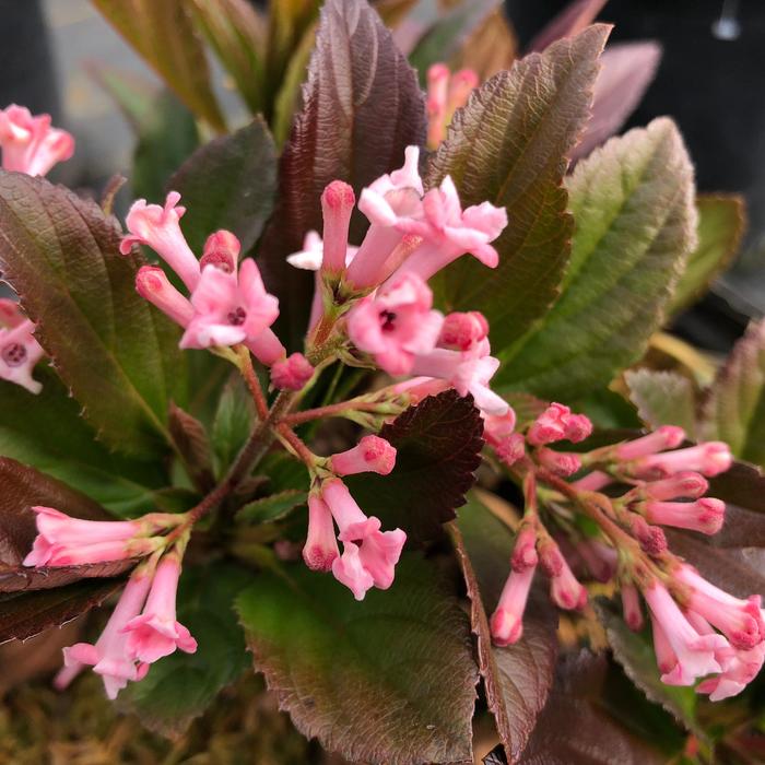 Sweet Talker® - Fragrant Viburnum from Milmont Greenhouses Sweet Talker® - Fragrant Viburnum from Milmont Greenhouses