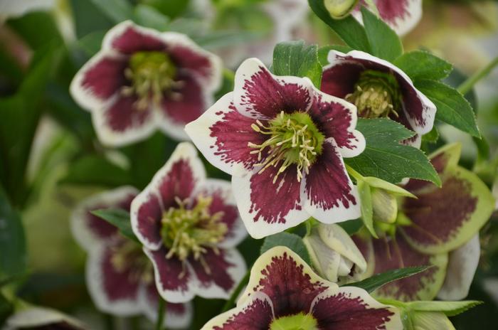 Honeymoon&reg; 'Romantic Getaway' - Helleborus (Lenten Rose) from Milmont Greenhouses