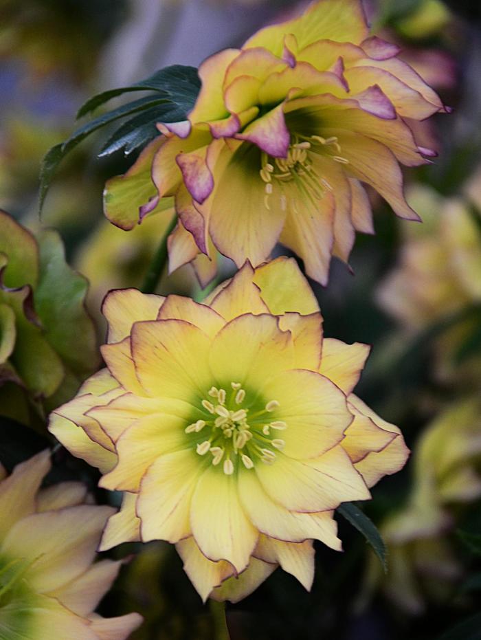 Wedding Party&reg; 'First Dance' - Helleborus (Lenten Rose) from Milmont Greenhouses