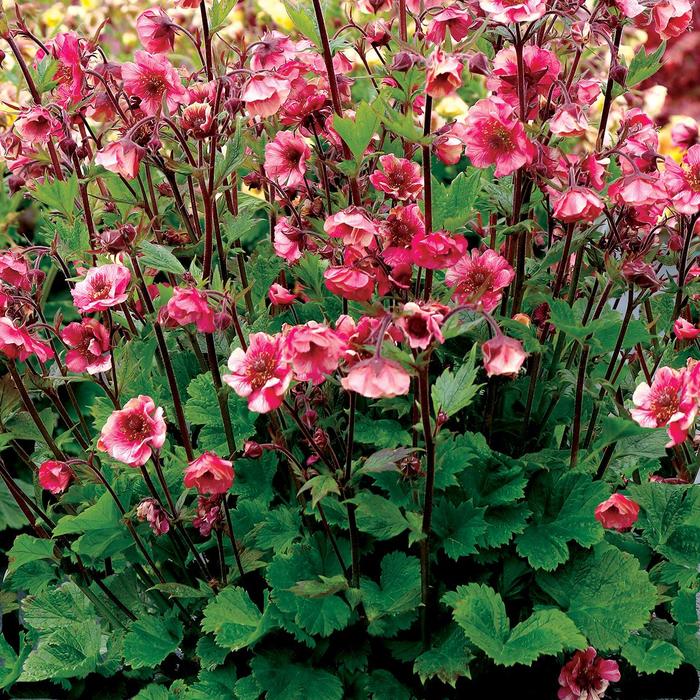 Tempo&trade; 'Rose' - Geum from Milmont Greenhouses