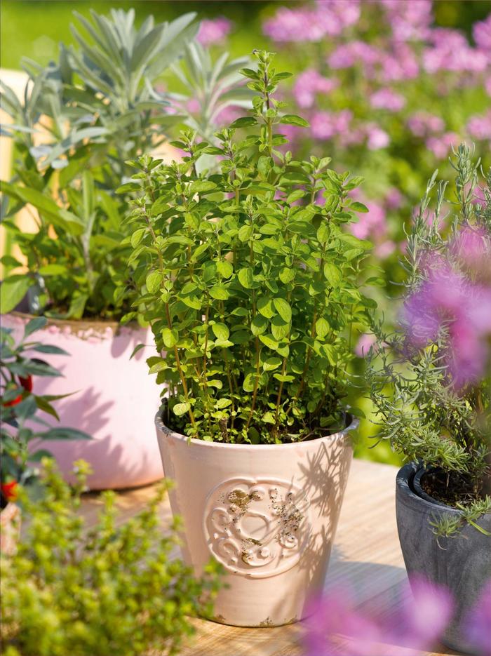 'Multiple Varieties' Oregano - Origanum from Milmont Greenhouses