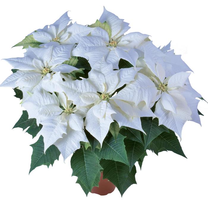 'Alaska White' Poinsettia - Euphorbia pulcherrima from Milmont Greenhouses