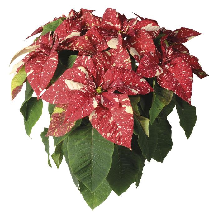 Superba™ 'New Glitter' - Euphorbia pulcherrima (Poinsettia) from Milmont Greenhouses