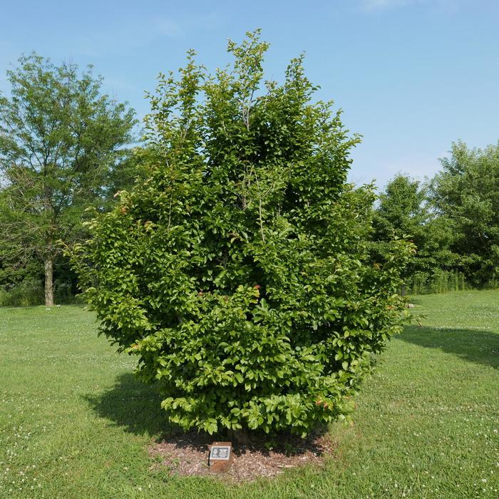 Persian Spire™ - Parrotia persica from Milmont Greenhouses Persian Spire™ - Parrotia persica from Milmont Greenhouses