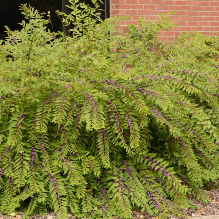 'Issai' Beautyberry - Callicarpa dichotoma from Milmont Greenhouses