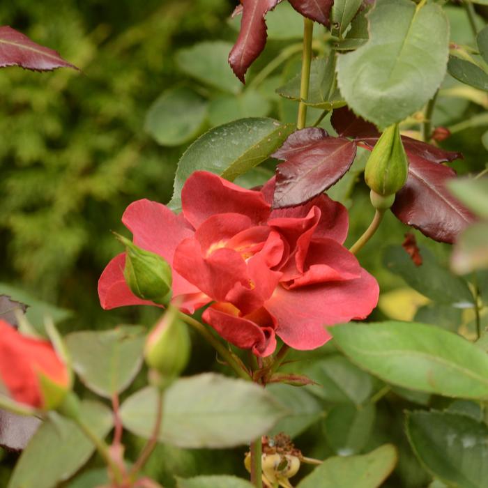 Cinco de Mayo™ Shrub Rose - Rosa 'Cinco de Mayo™' 'WEKcobeju' PPAF (Shrub Rose) from Milmont Greenhouses