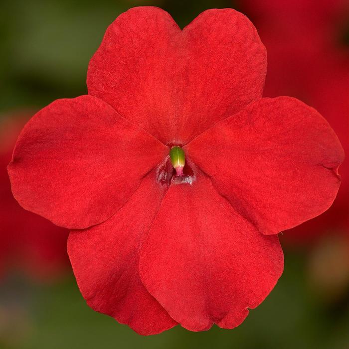 Imara™ 'XDR Red' - Impatiens walleriana from Milmont Greenhouses
