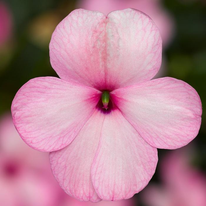 Imara™ 'XDR Pink' - Impatiens walleriana from Milmont Greenhouses