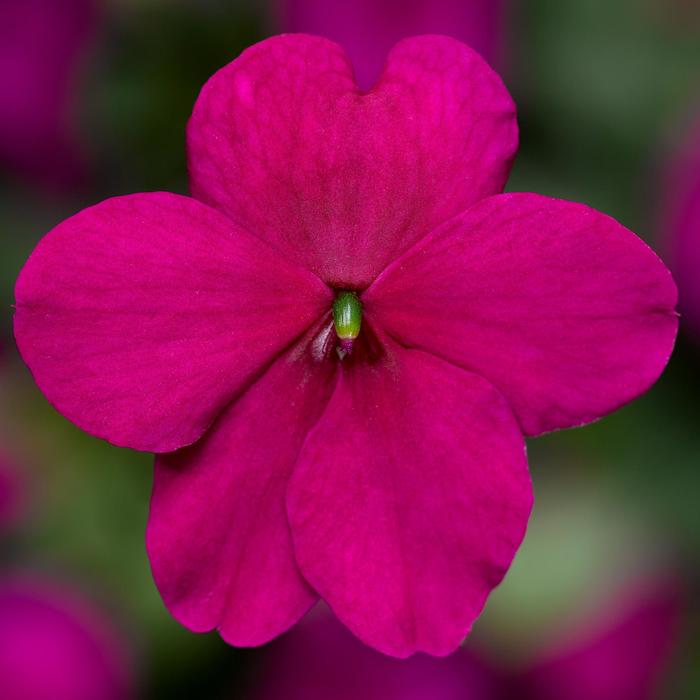 Imara™ 'XDR Purple Imp' - Impatiens walleriana from Milmont Greenhouses