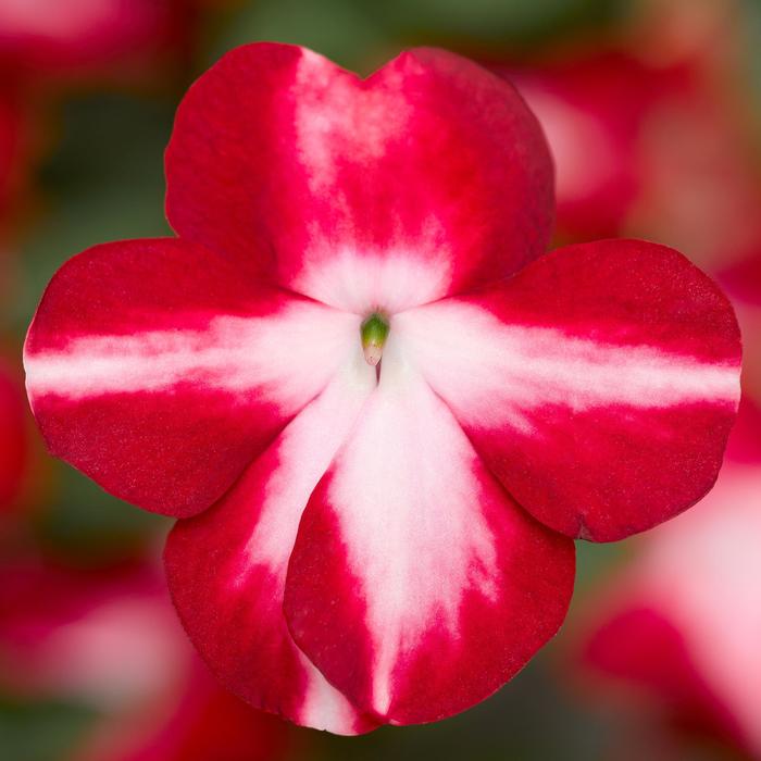 Imara™ 'XDR Red Star' - Impatiens walleriana from Milmont Greenhouses