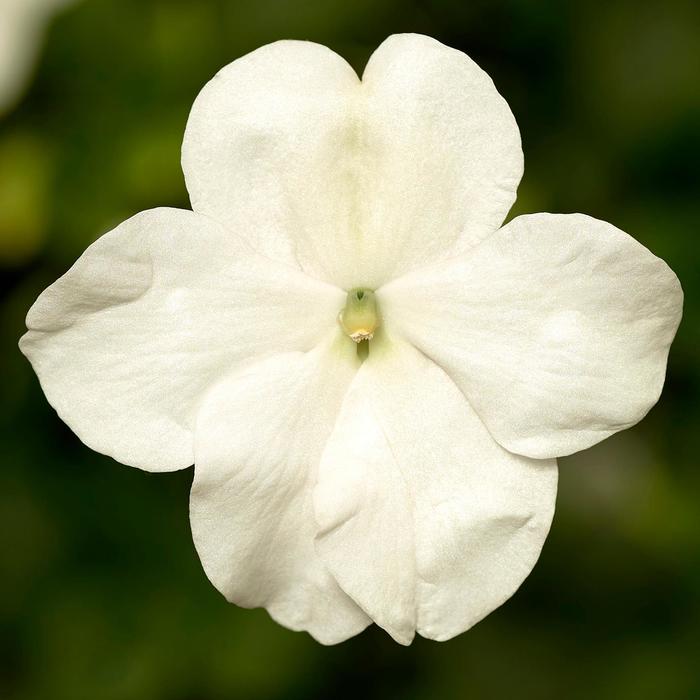 Imara™ 'XDR White' - Impatiens walleriana from Milmont Greenhouses