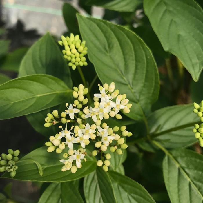 Arctic Fire Yellow-Twig Dogwood - Cornus stolonifera from Milmont Greenhouses