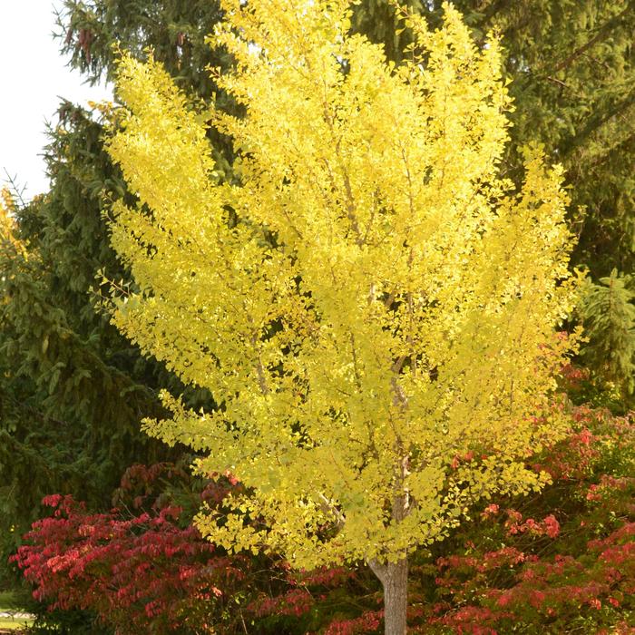 'Autumn Gold' - Ginkgo biloba from Milmont Greenhouses