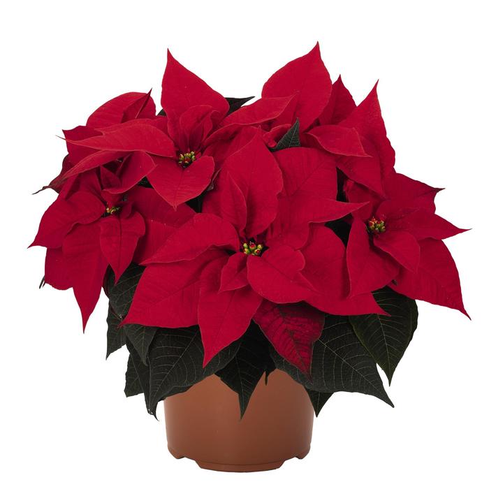 'Imperial Red' Poinsettia - Euphorbia pulcherrima from Milmont Greenhouses