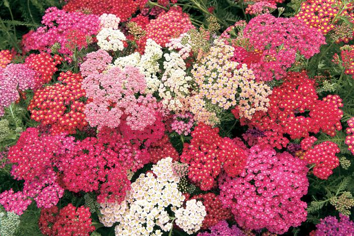 Summer Berries Yarrow - Achillea millefolium 'Summer Berries' (Yarrow) from Milmont Greenhouses