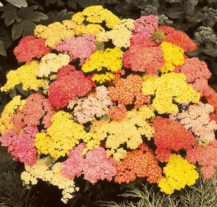 Summer Pastels Yarrow - Achillea millefolium 'Summer Pastels' (Yarrow) from Milmont Greenhouses