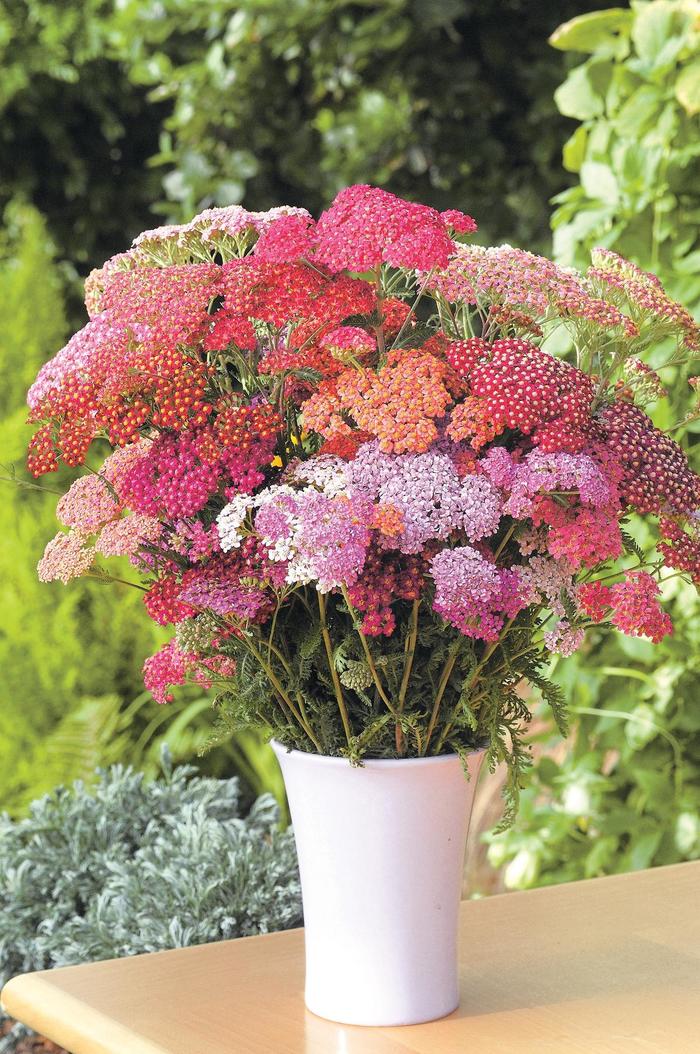 Flowerburst&trade; 'Red Shades' - Achillea millefolium (Yarrow) from Milmont Greenhouses