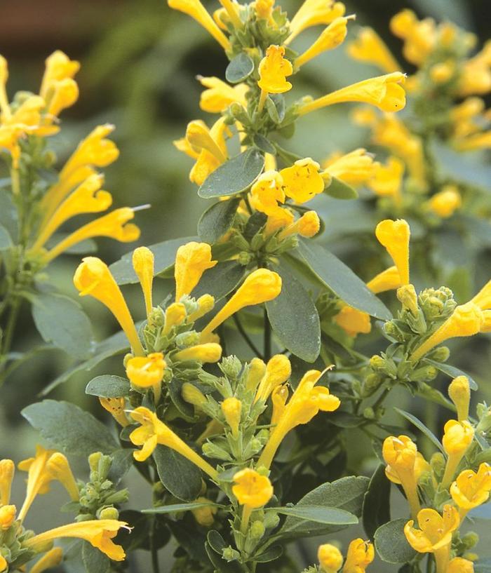 'Arizona Sun' Hummingbird Mint - Agastache from Milmont Greenhouses