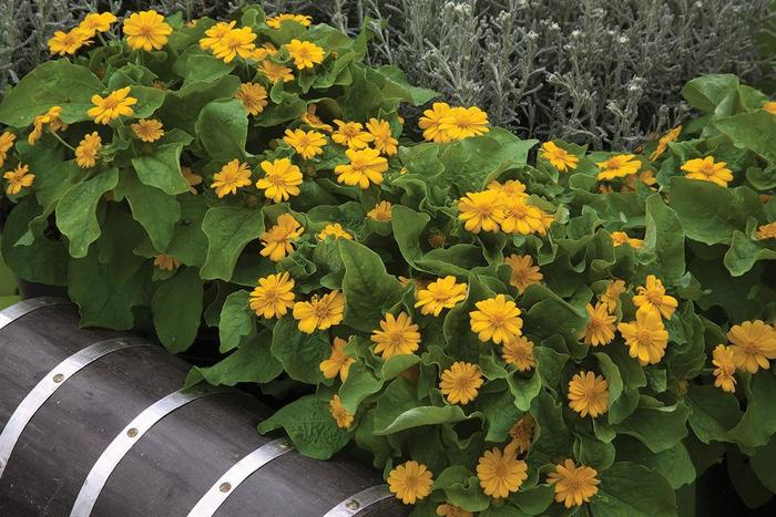 'Jackpot Gold' - Melampodium from Milmont Greenhouses 'Jackpot Gold' - Melampodium from Milmont Greenhouses