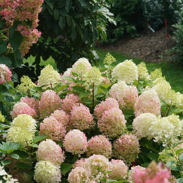 'Fire Light Tidbit®' Panicle Hydrangea - Hydrangea paniculata from Milmont Greenhouses 'Fire Light Tidbit®' Panicle Hydrangea - Hydrangea paniculata from Milmont Greenhouses