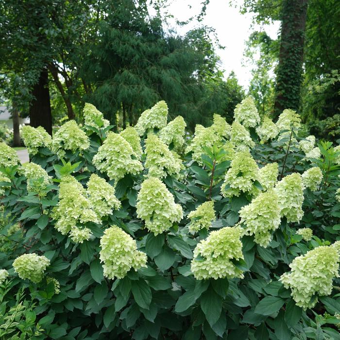 'Limelight Prime®' Panicle Hydrangea - Hydrangea paniculata from Milmont Greenhouses