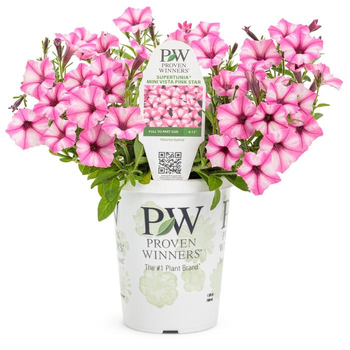 Supertunia® 'Mini Vista™ Pink Star' - Petunia from Milmont Greenhouses