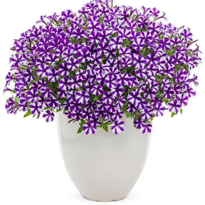 Supertunia® Mini Vista™ 'Violet Star' - Petunia from Milmont Greenhouses
