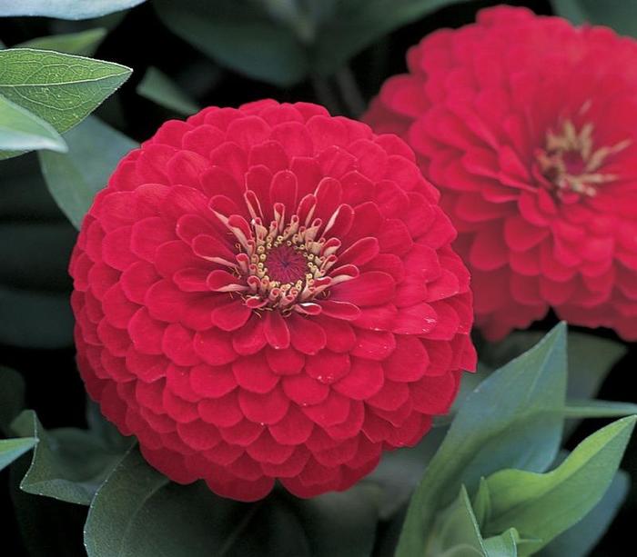 Zinnia - Zinnia elegans from Milmont Greenhouses Zinnia - Zinnia elegans from Milmont Greenhouses