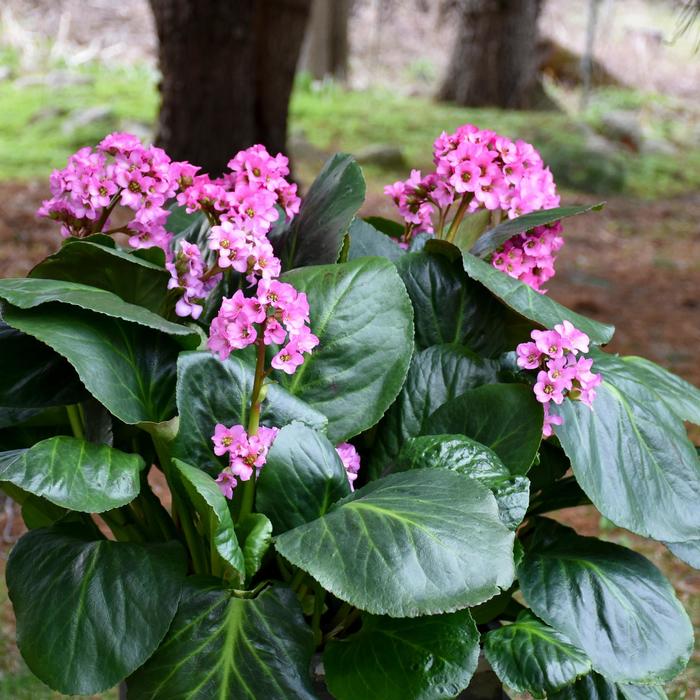 'Miss Piggy' Pig Squeak - Bergenia from Milmont Greenhouses