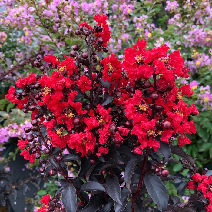Crapemyrtle - Lagerstroemia indica from Milmont Greenhouses