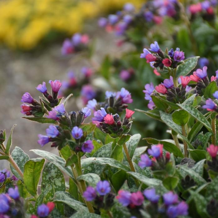 'Spot On' Lungwort - Pulmonaria from Milmont Greenhouses