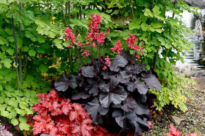 'Black Forest Cake' Coral Bell - Heuchera from Milmont Greenhouses
