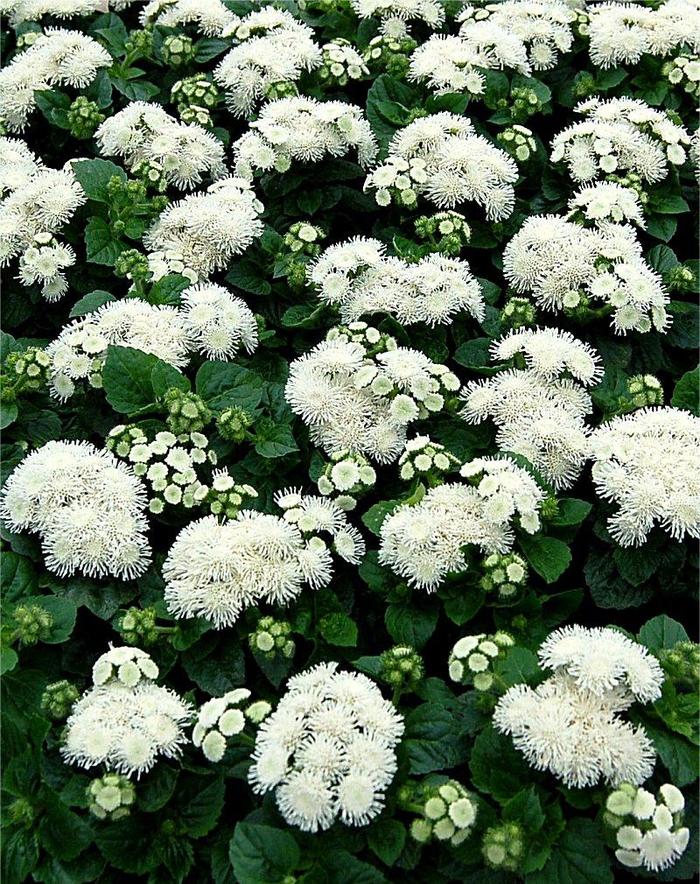 'Aloha White' Floss Flower - Ageratum houstonianum from Milmont Greenhouses