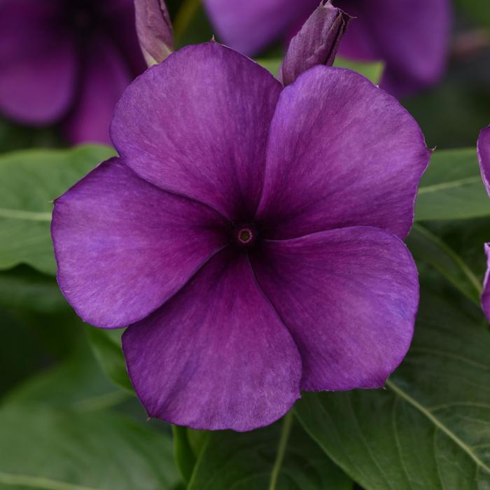 Tattoo&trade; 'Blueberry' - Catharanthus roseus (Vinca, Madagascar Periwinkle) from Milmont Greenhouses